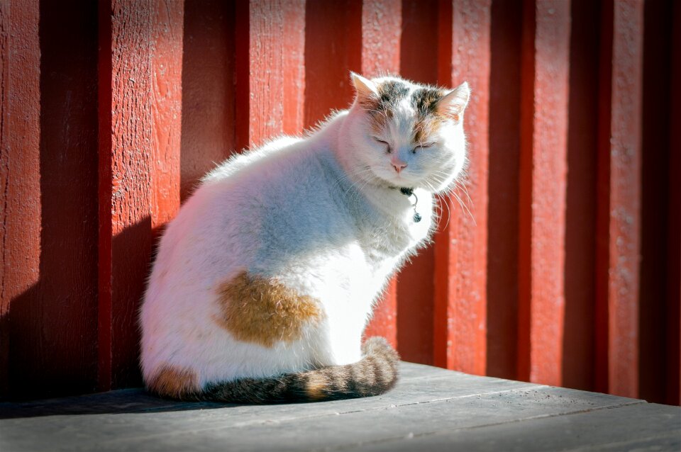 White sitting pet