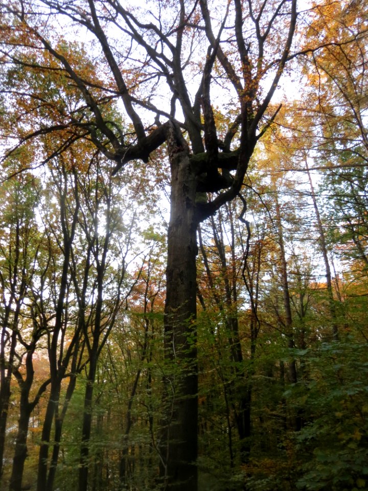 20161103St_Johanner_Stadtwald7