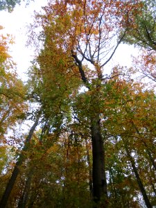 20161103St_Johanner_Stadtwald6