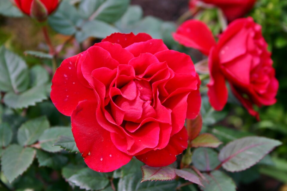 Bloom flower bloom
