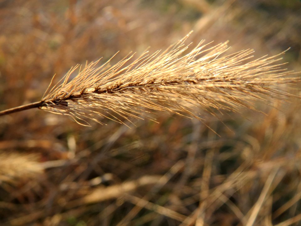 20161114Setaria2