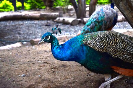Ave color feathers
