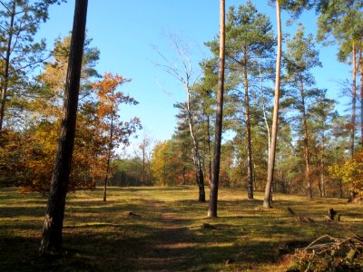 20161114Zugmantel-Bandholz01