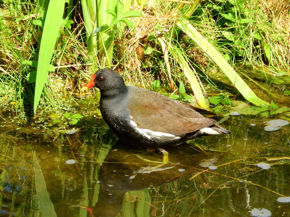Water bird gruiformes rallidae