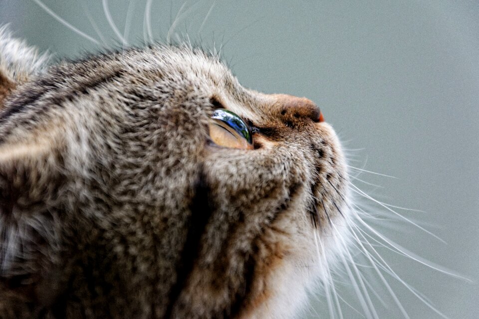 Luna mackerel dreams