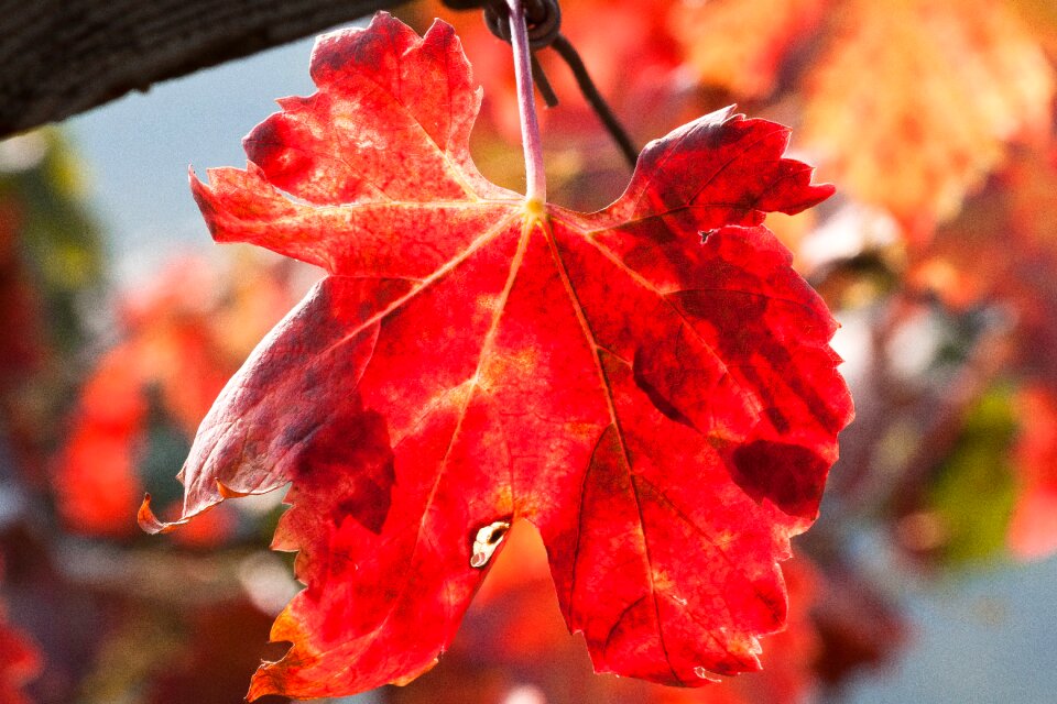 Vineyard plant autumn