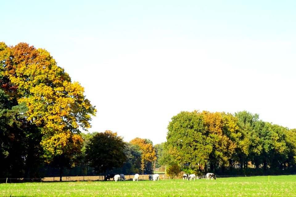 20161031_Roekelse_bosweg_Eschoter_veld