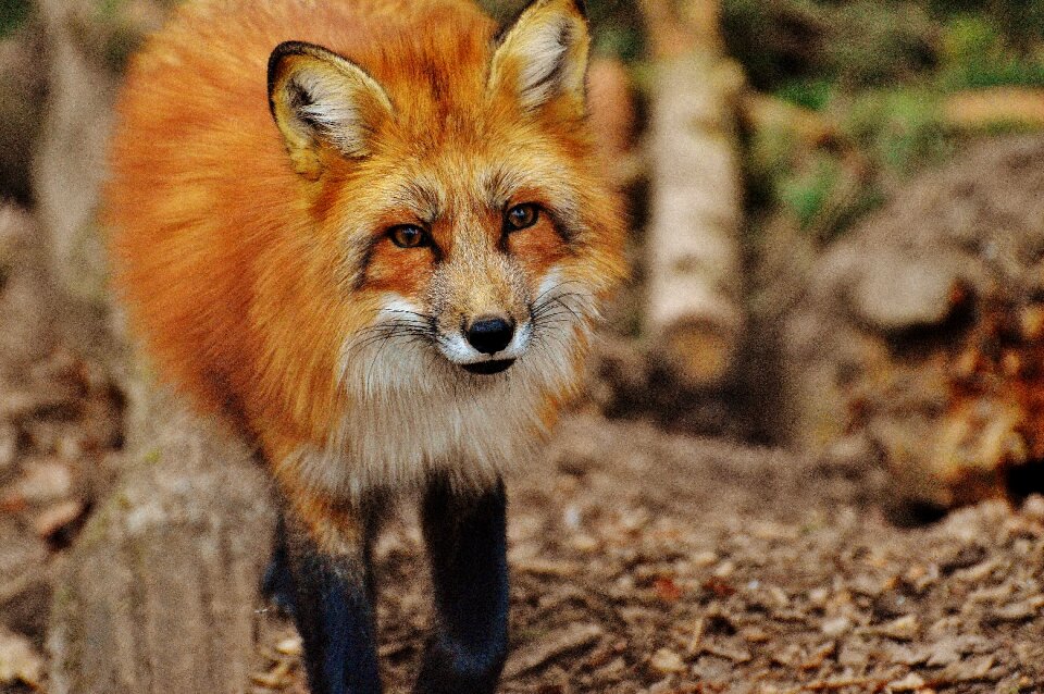 Nature animal world animal portrait