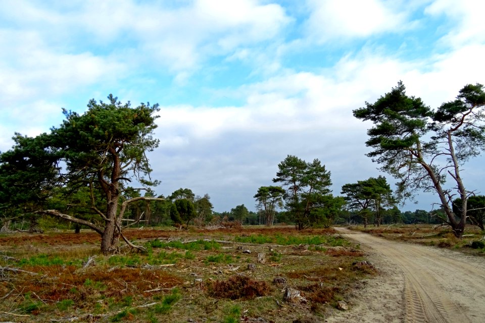 20161013_Otterlose_bos_De_Plijmen2
