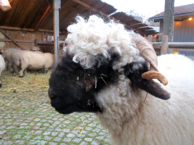 20161127Walliser_Schwarznasenschaf