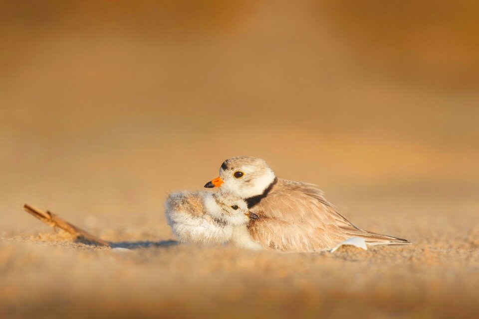 Wildlife protection beach