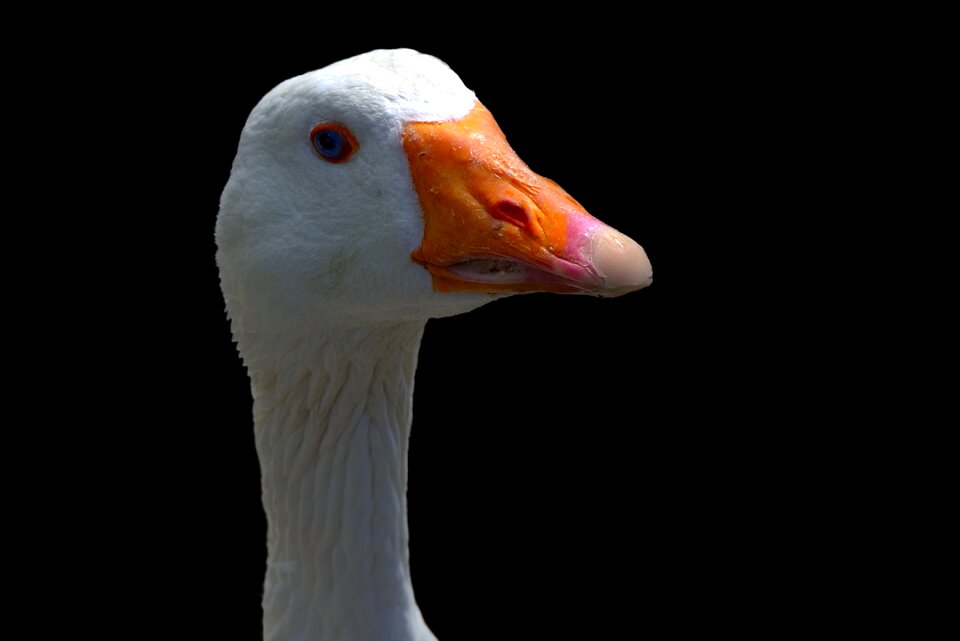 Animal water bird poultry