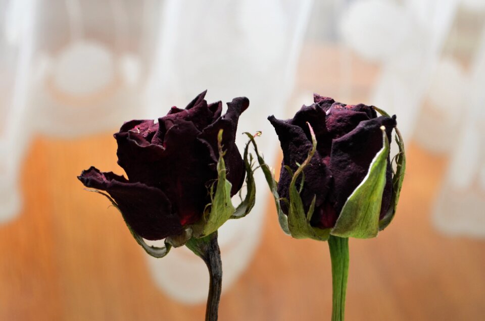 Color dried up plant