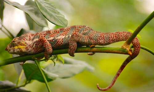 Terrarium animals animal close up photo