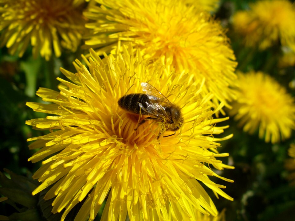 Nature macro animal