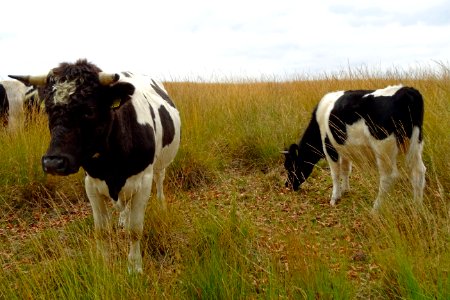 20161013_Koeien1_Oud-Reemsterveld