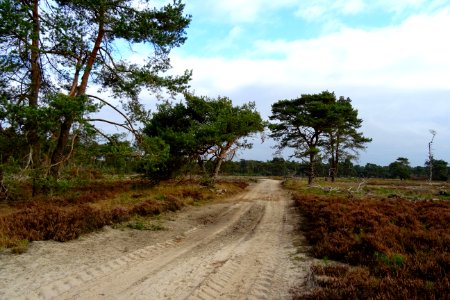 20161013_Otterlose_bos_De_Plijmen1