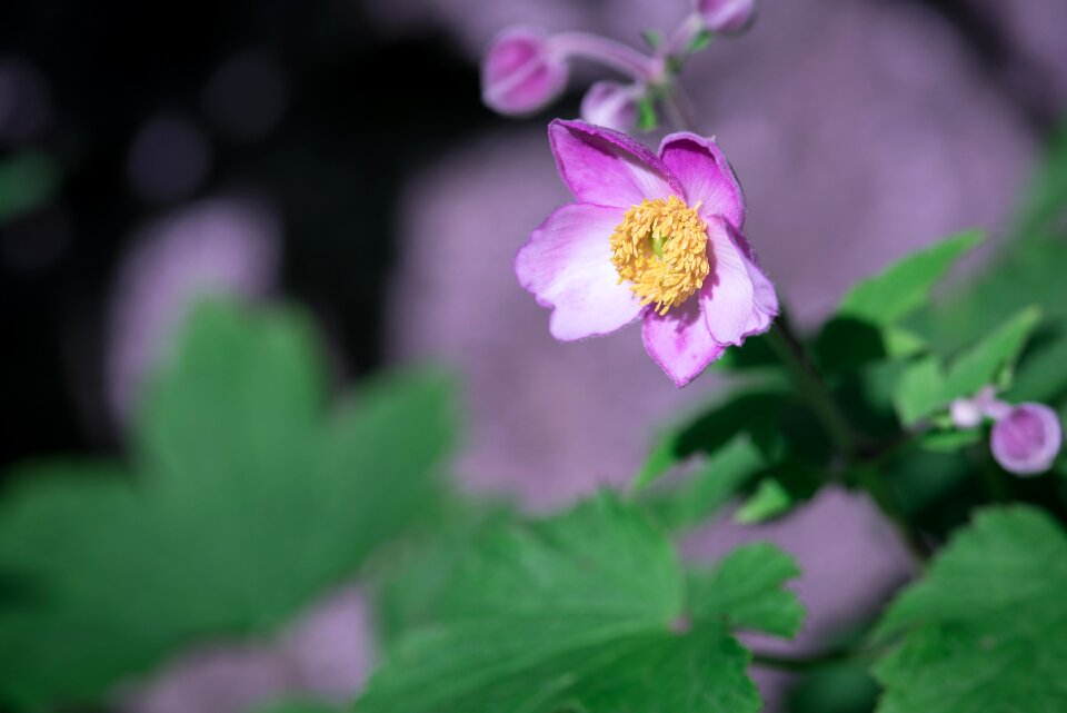 Bloom plant garden