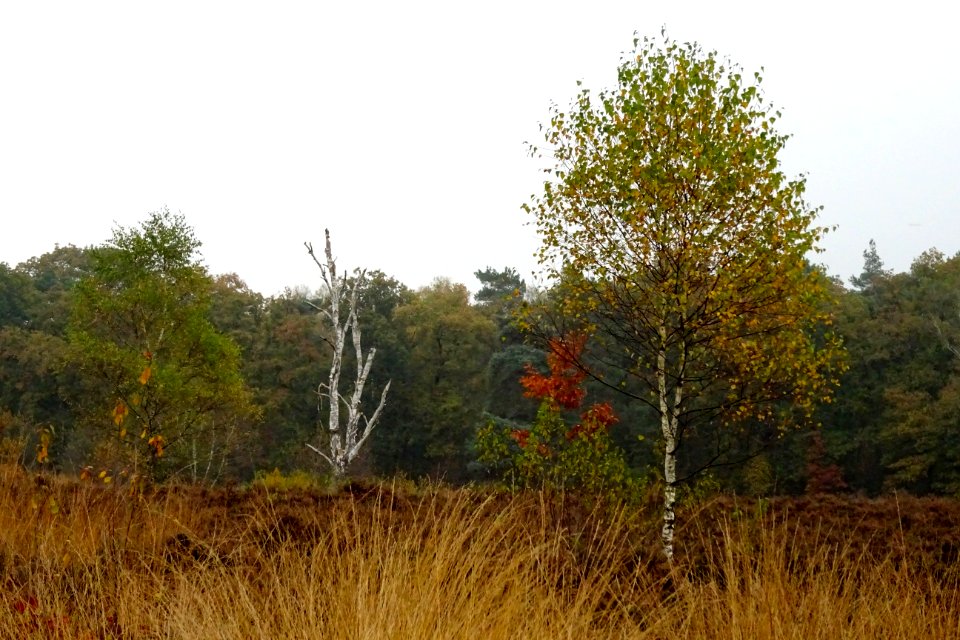 20161026_Warnsbornseheide1