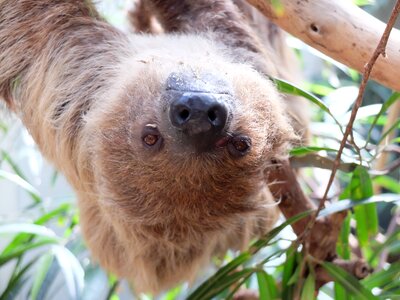 South america jungle animal world