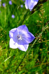 20160726_klokjesgentiaan_Asselsche_Heide