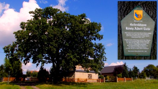 2017_Kleinopitz_König_Albert_Eiche