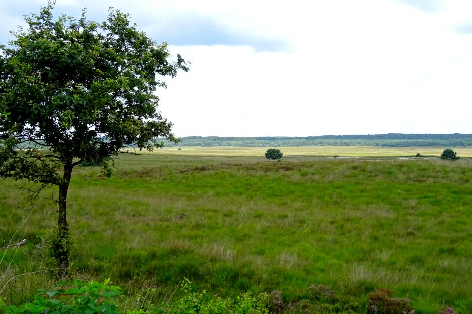 20160726_Asselsche_Heide2