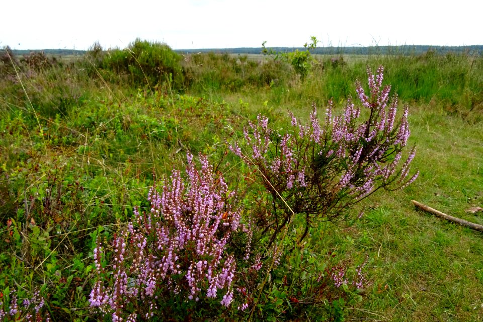 20160726_Asselsche_Heide5