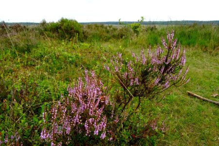 20160726_Asselsche_Heide5