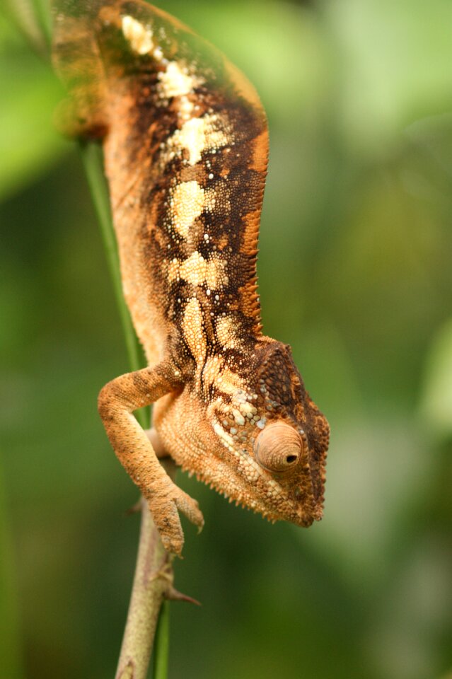 Close up nature exotic