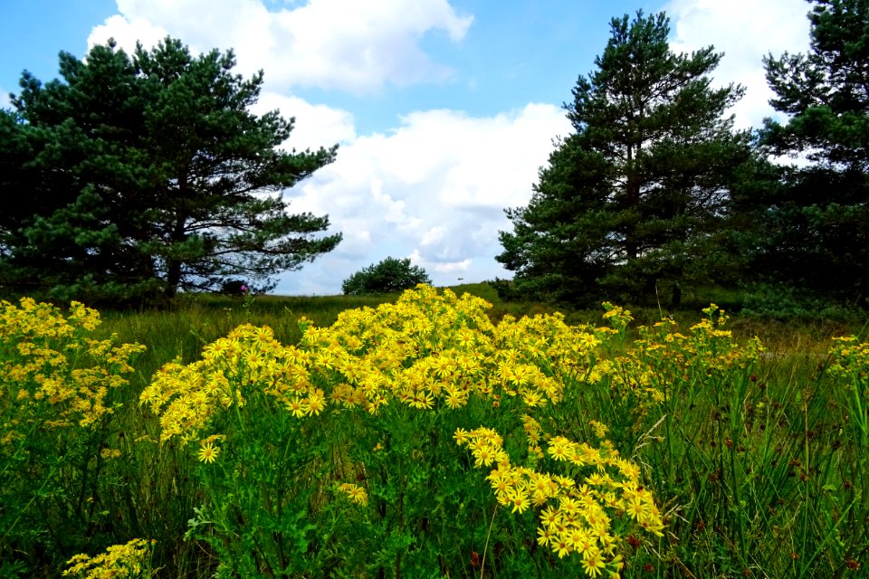 20160726_Asselsche_Heide1