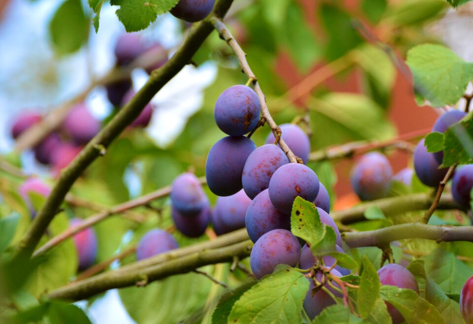 Fruit branch tree