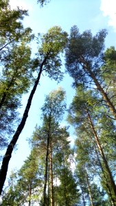 20160807_114731_Maksatikhinsky_District_of_Tver_Oblast