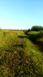 20160806_065629_Nature_of_Tver_Oblast