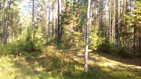 20160807_094139_Maksatikhinsky_District_of_Tver_Oblast