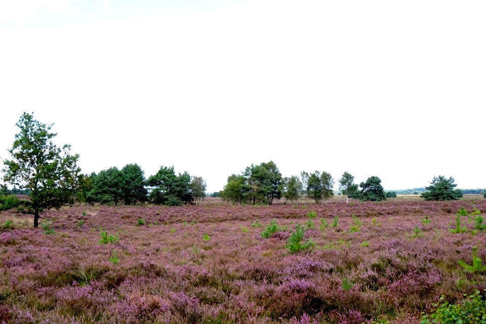20160816_Houtdorperveld1