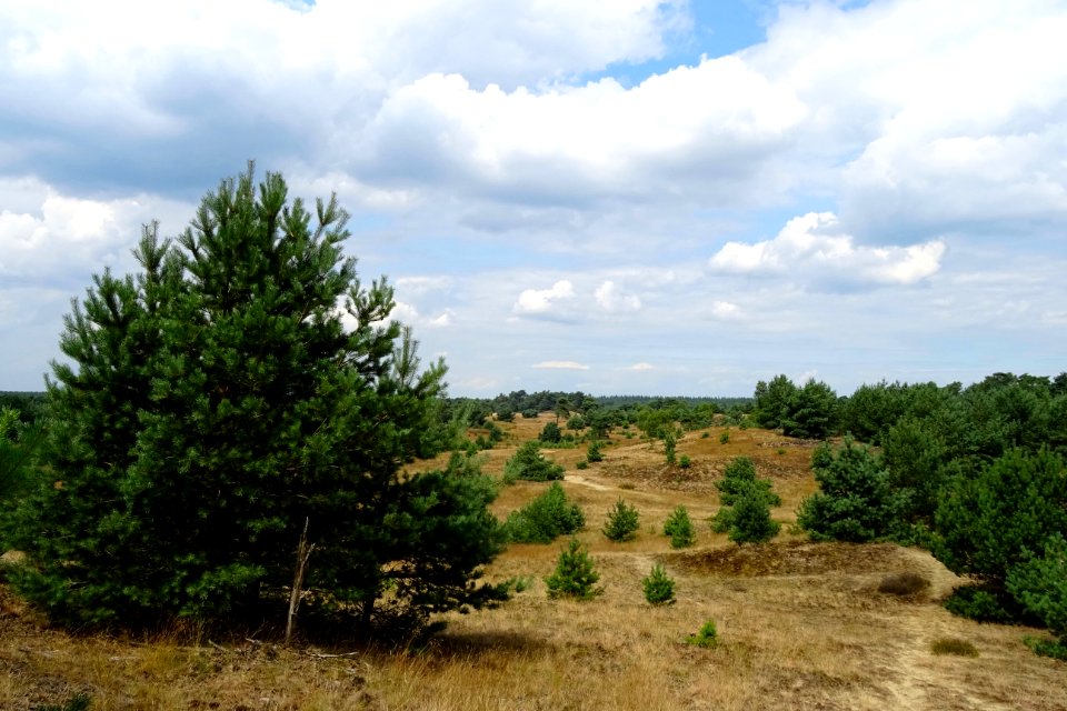 20160726_Nieuw_Milligsche_Zand