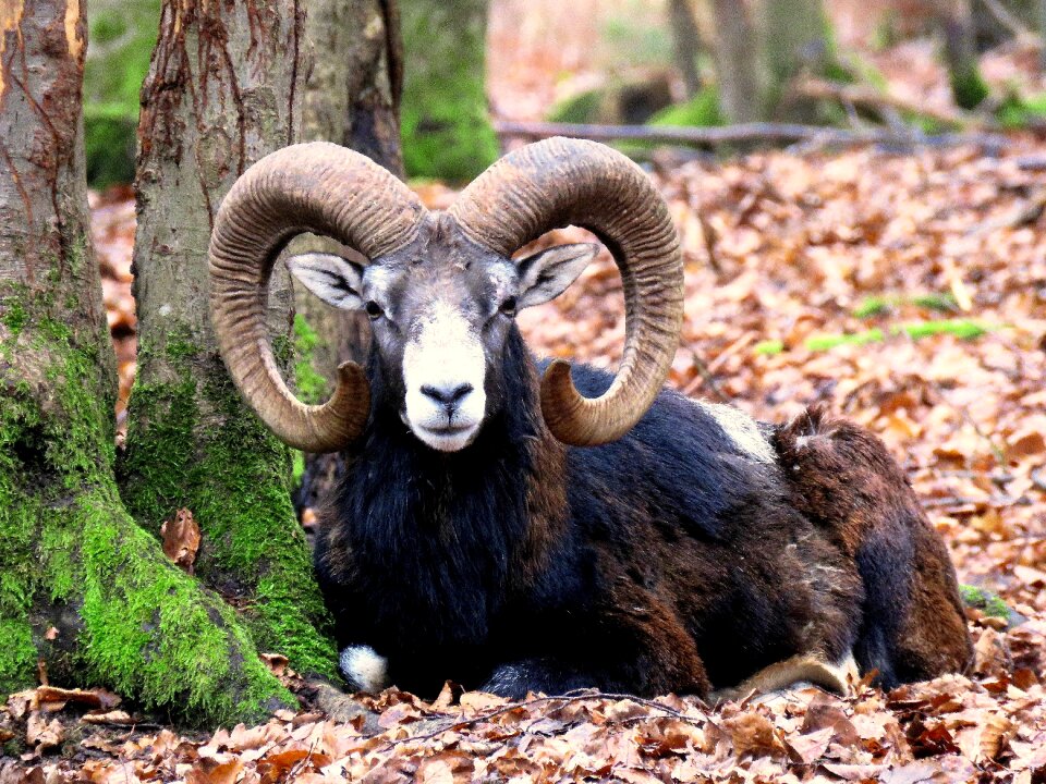 Aries wild animal paarhufer
