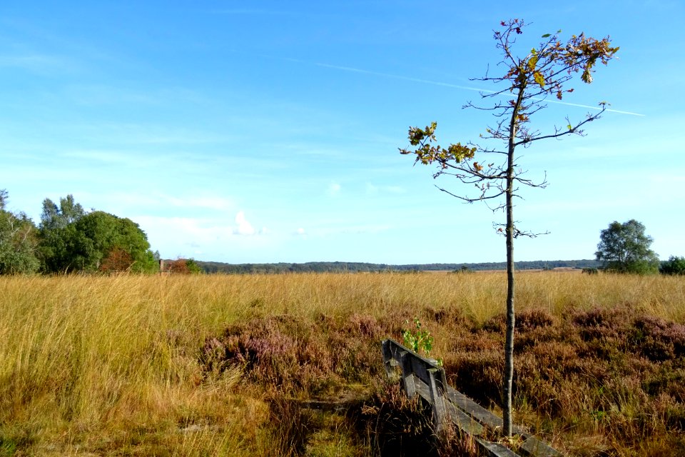 20160926_Hoog_Buurlosche_Heide6