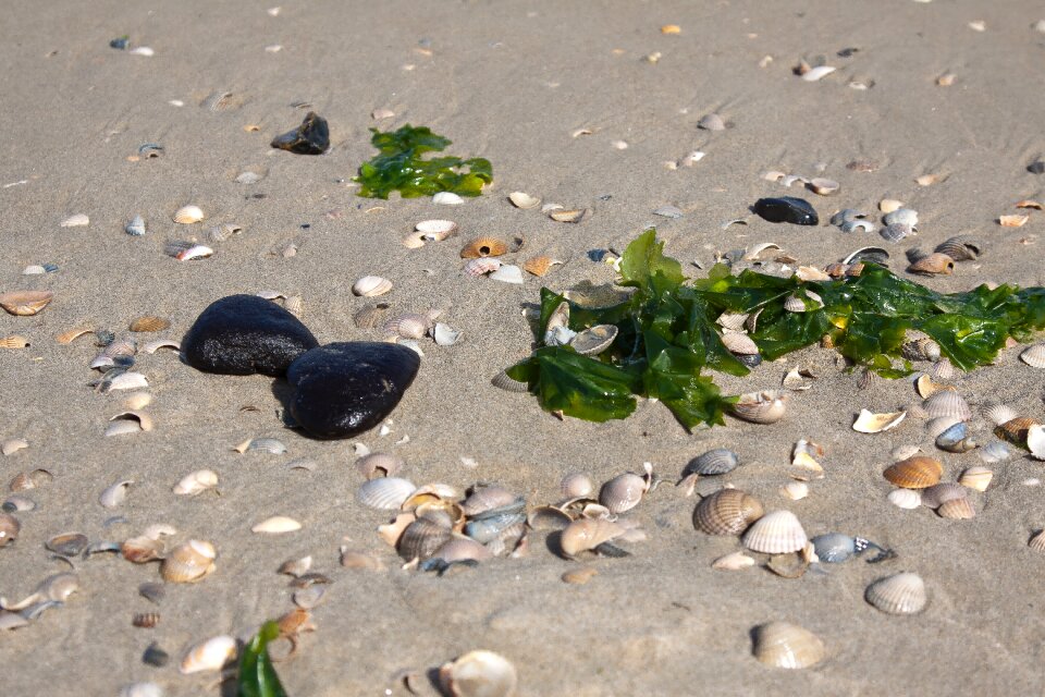 Nature beach animals