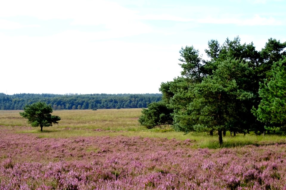 20160816_Asselsche_Heide2