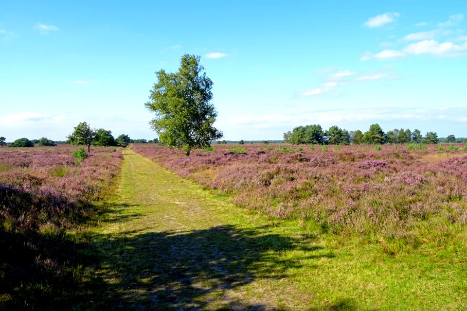 20160816_Houtdorperveld3