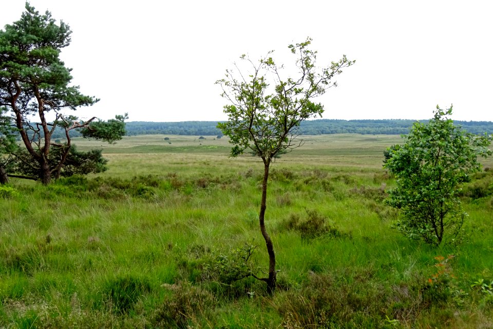 20160726_Asselsche_Heide3