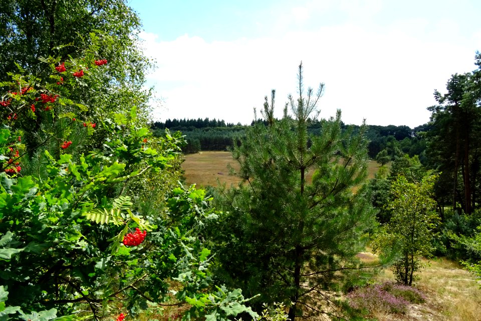 20160816_Zandafgraving_t_Sol1