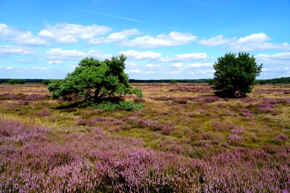 20160816_Uddelsche_Buurtveld2