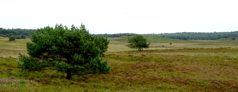20160726_Asselsche_Heide4
