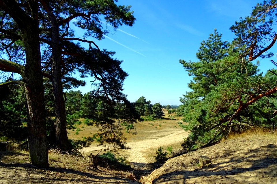 20160830_Otterlose_Zand3_gezien_vanuit_de_noordoostzijde