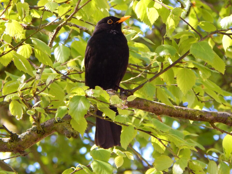 Bird blackbird tree