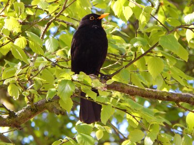 Bird blackbird tree photo
