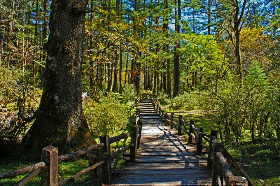 Lijiang the jade dragon snow mountain spruce plateau